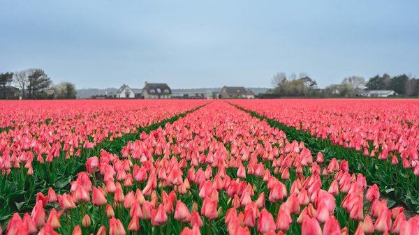 Guide Ultime : Trouver la Maison de Campagne Parfaite pour Vous